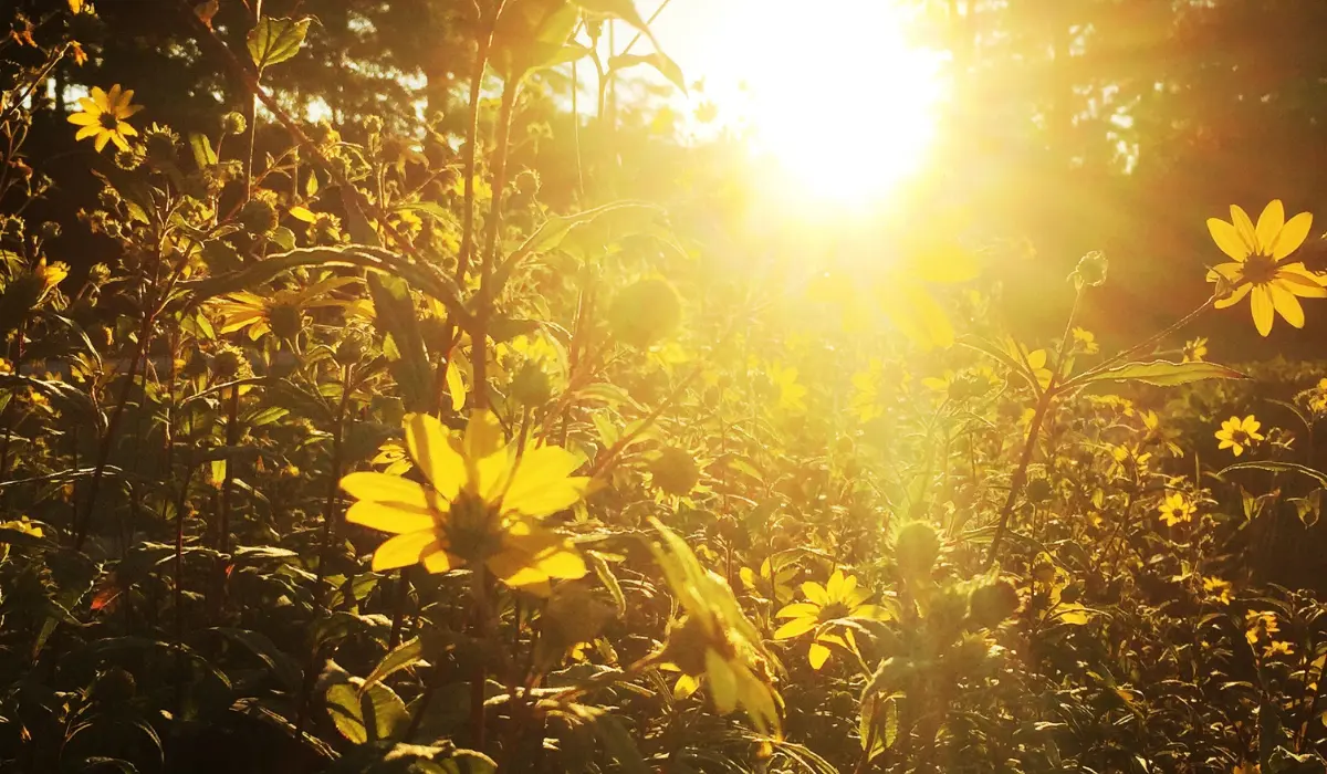 un petit champ fleuri en contre jour