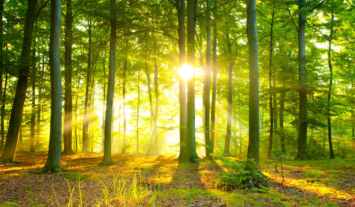 forêt ensoleillée