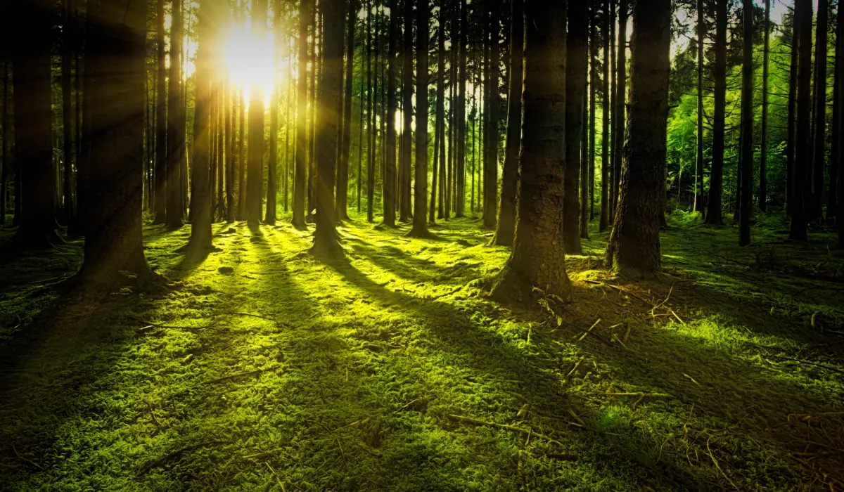 forêt, sol plein de mousse