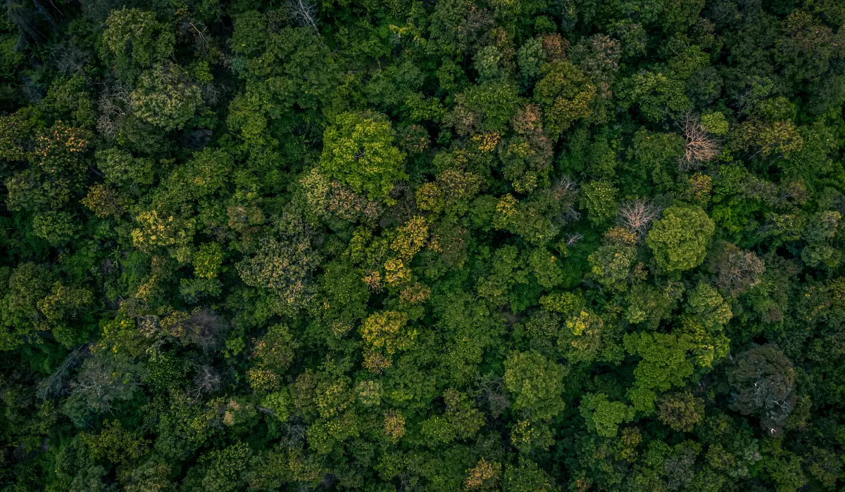 une forêt vue du ciel