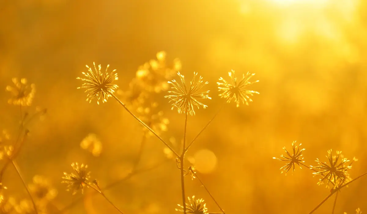 coucher du soleil sur des fleurs