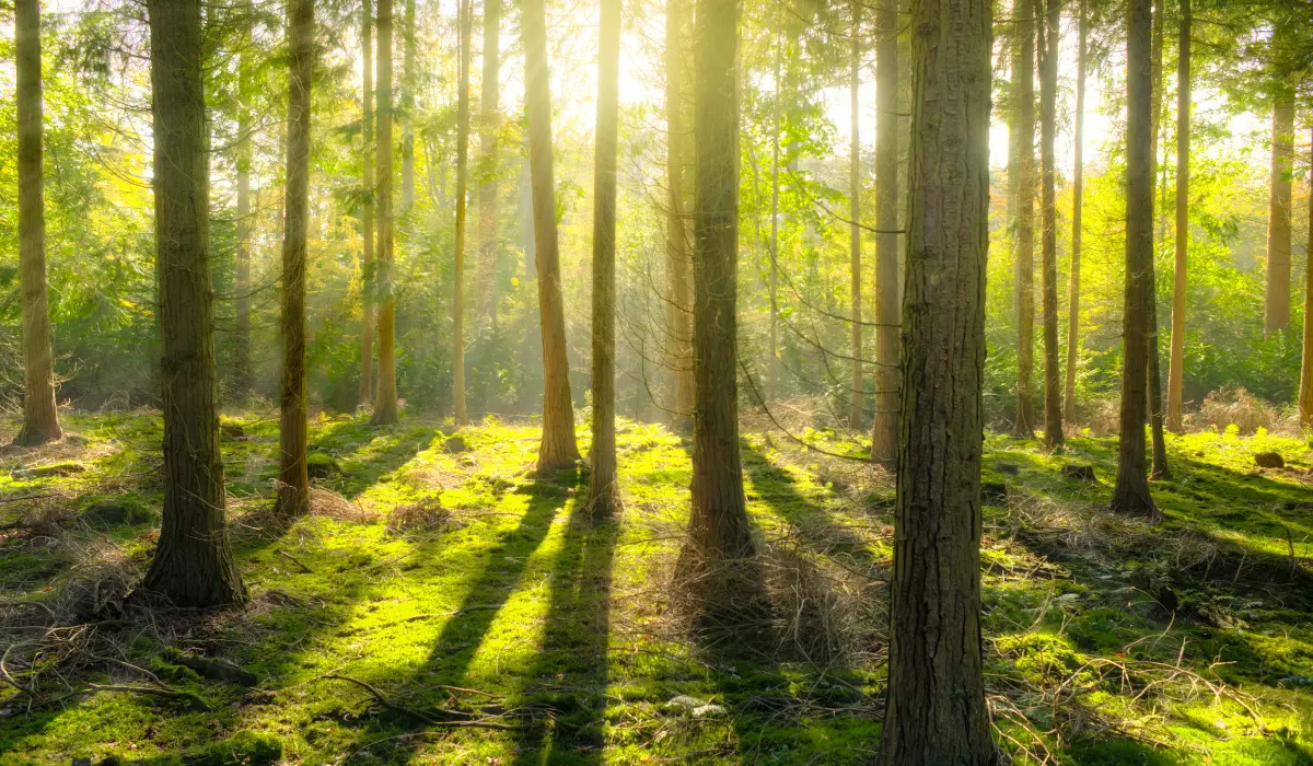 une très jolie forêt