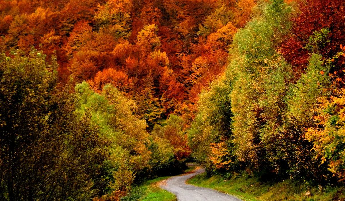 route s'enfonçant dans une foret automnale