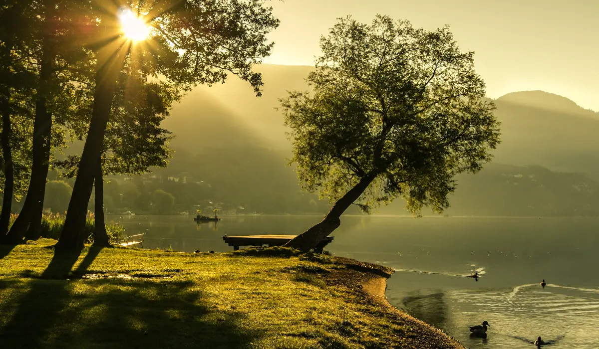un arbre tombant sur un lac