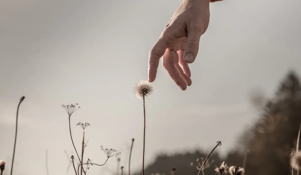 main d'homme tentant de toucher une fleur