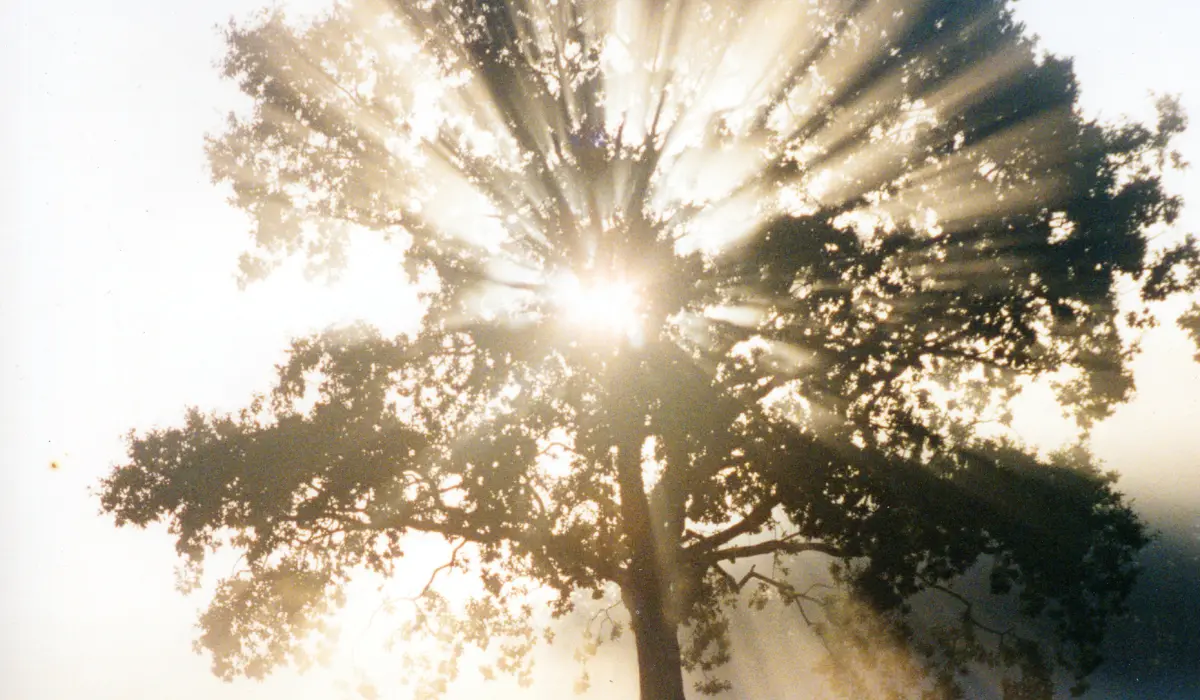 soleil au travers d'un arbre ancien pour illustrer la sagesse de 27
