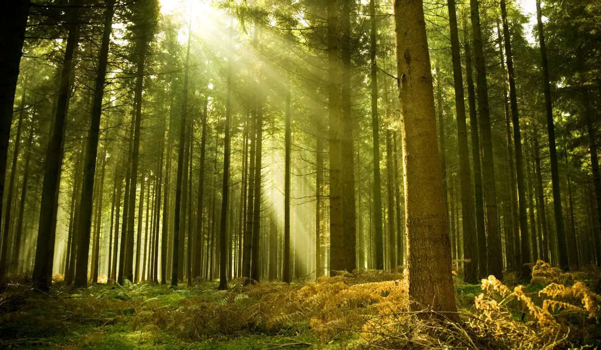 une forêt invitant à méditer sur l'organisation