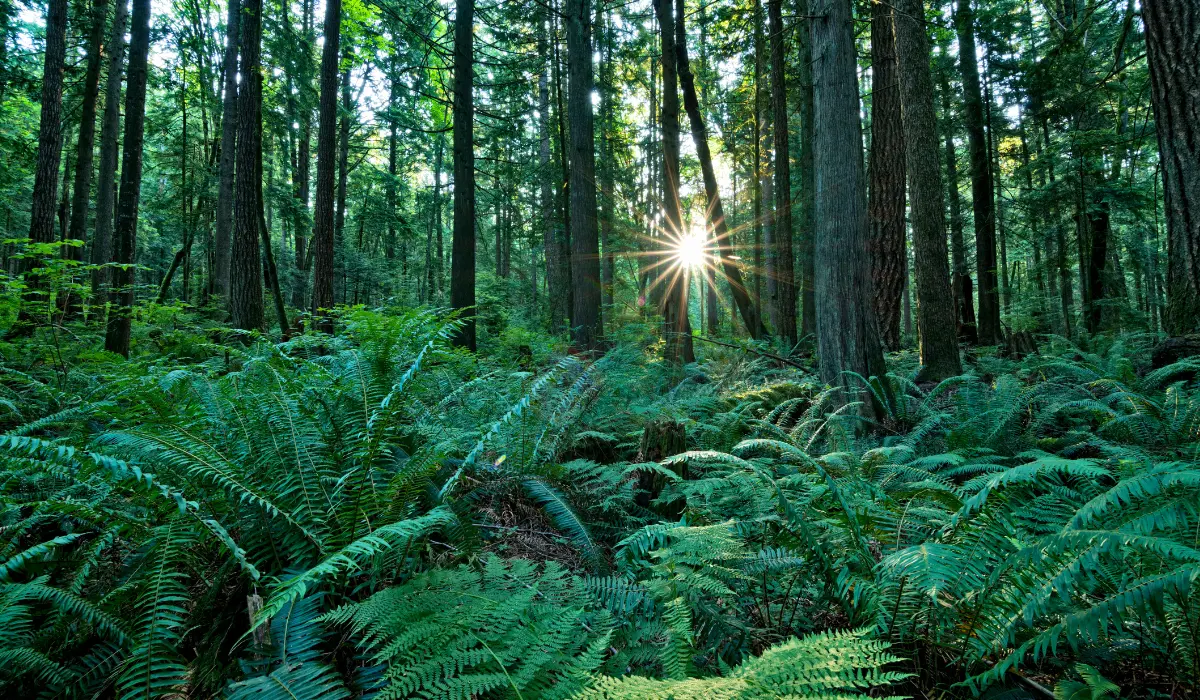 soleil levant entre les arbres