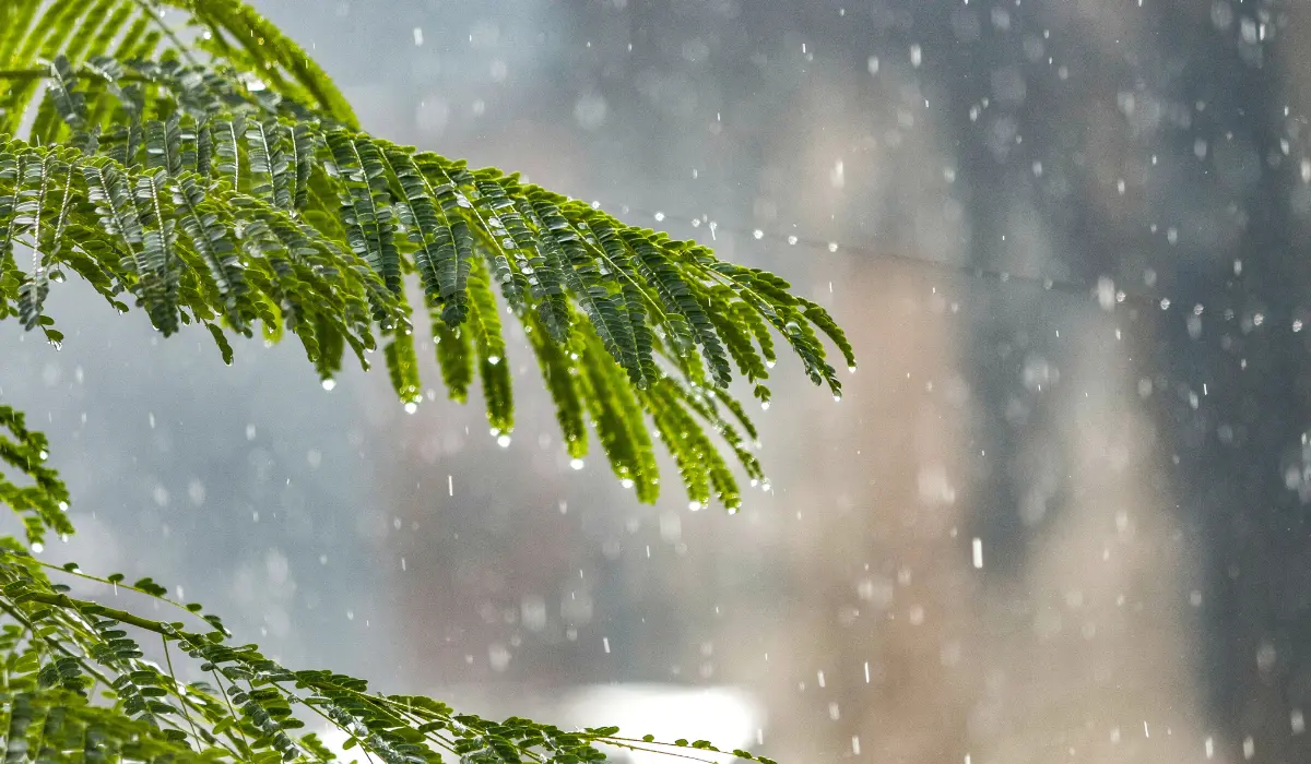 Pluie tombant sur un arbre