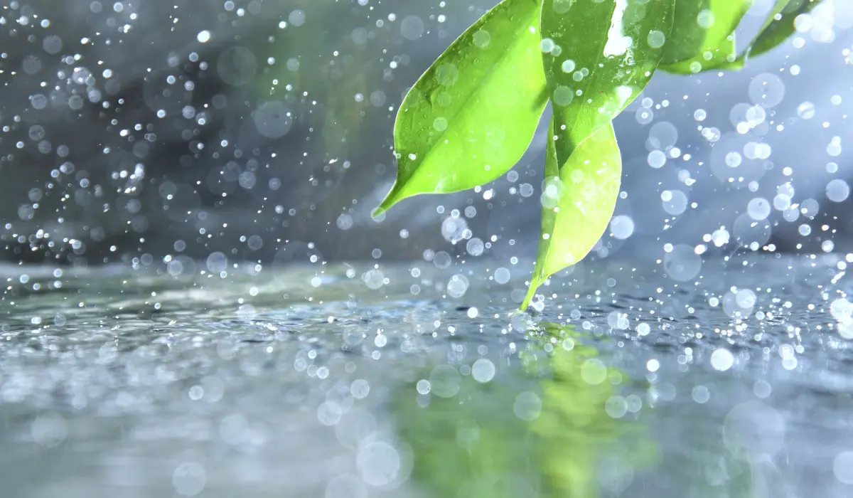 pluie abondante sur une branche