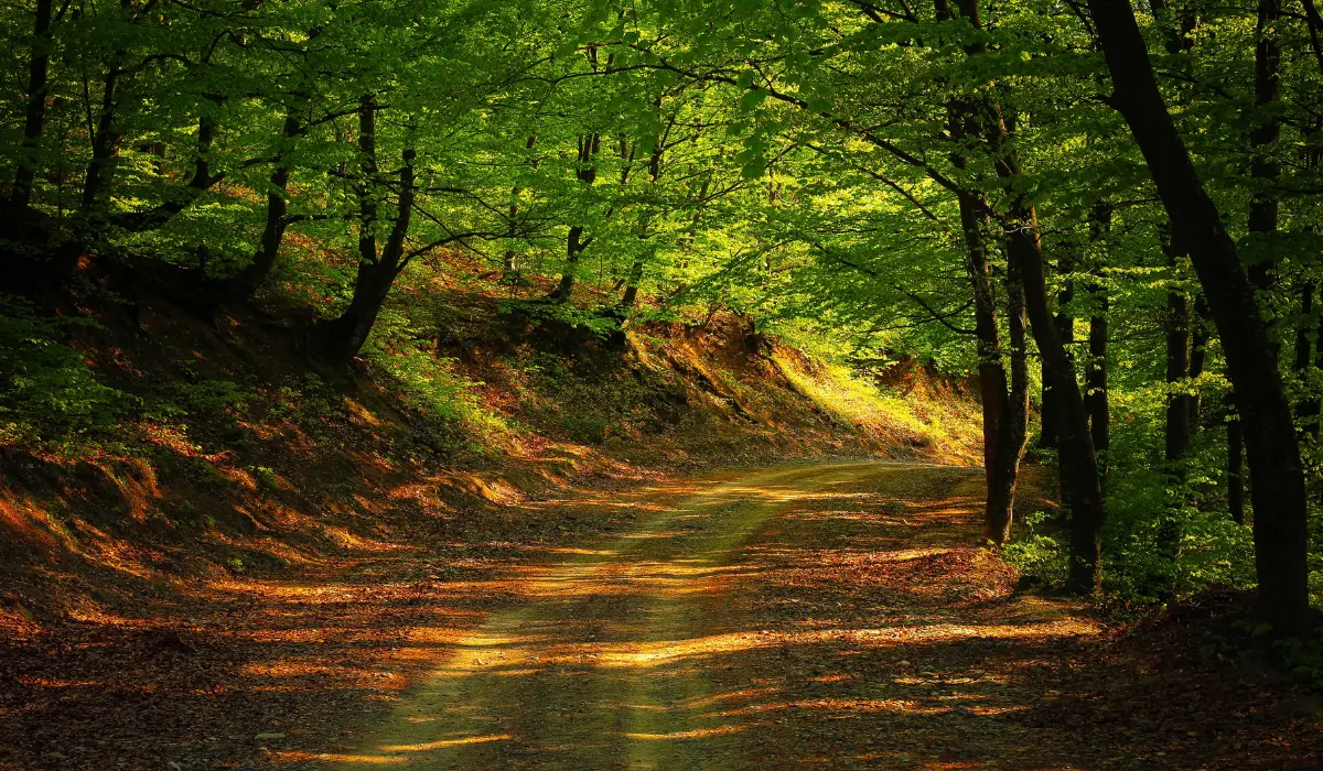 un chemin dans une forêt