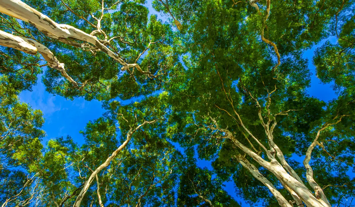 Arbres évoquant la responsabilité
