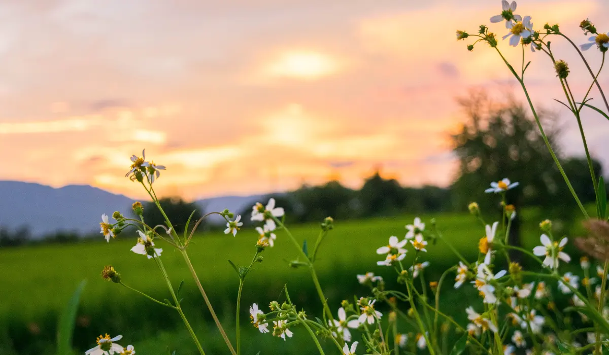 un joli champ de fleur au crépuscule