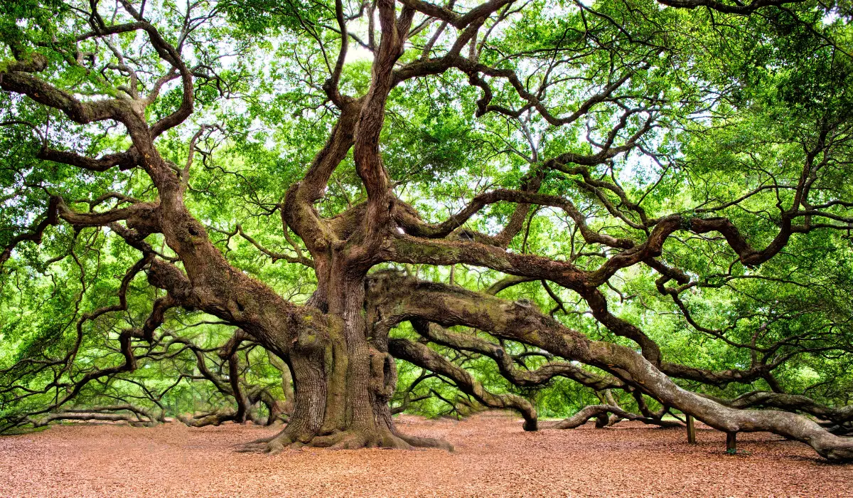 un très très bel arbre