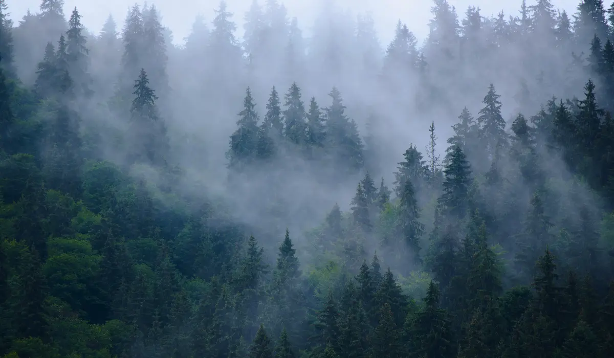 paysage de montagne boisé