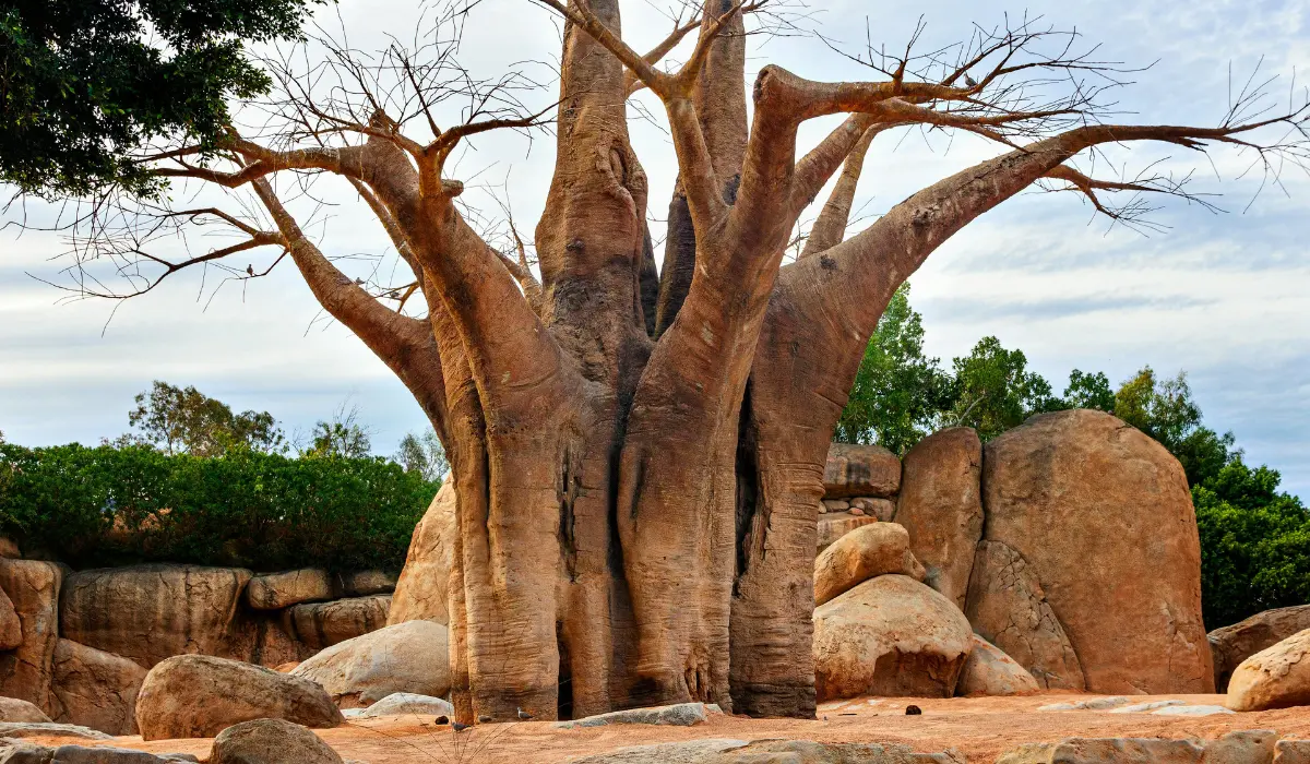 Un très gros arbre au biopark de Valence