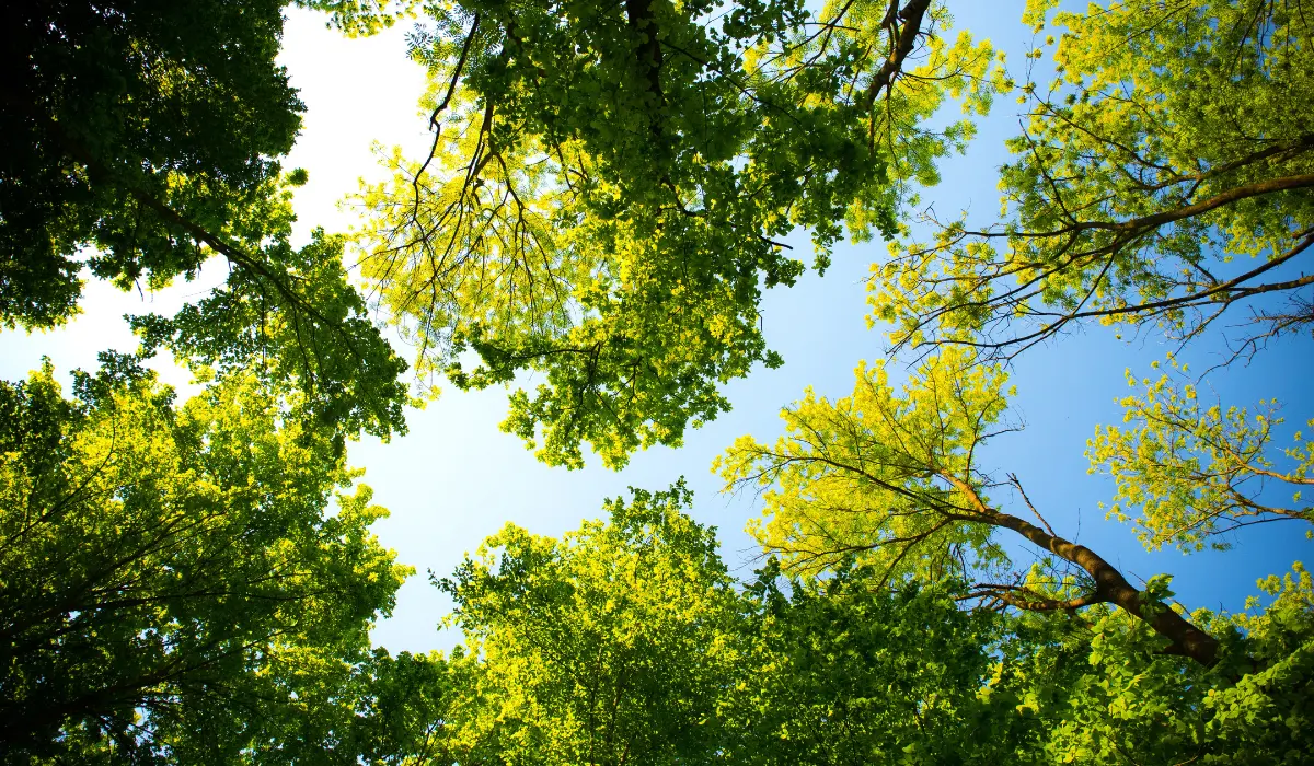 Regarder le ciel à travers les arbres