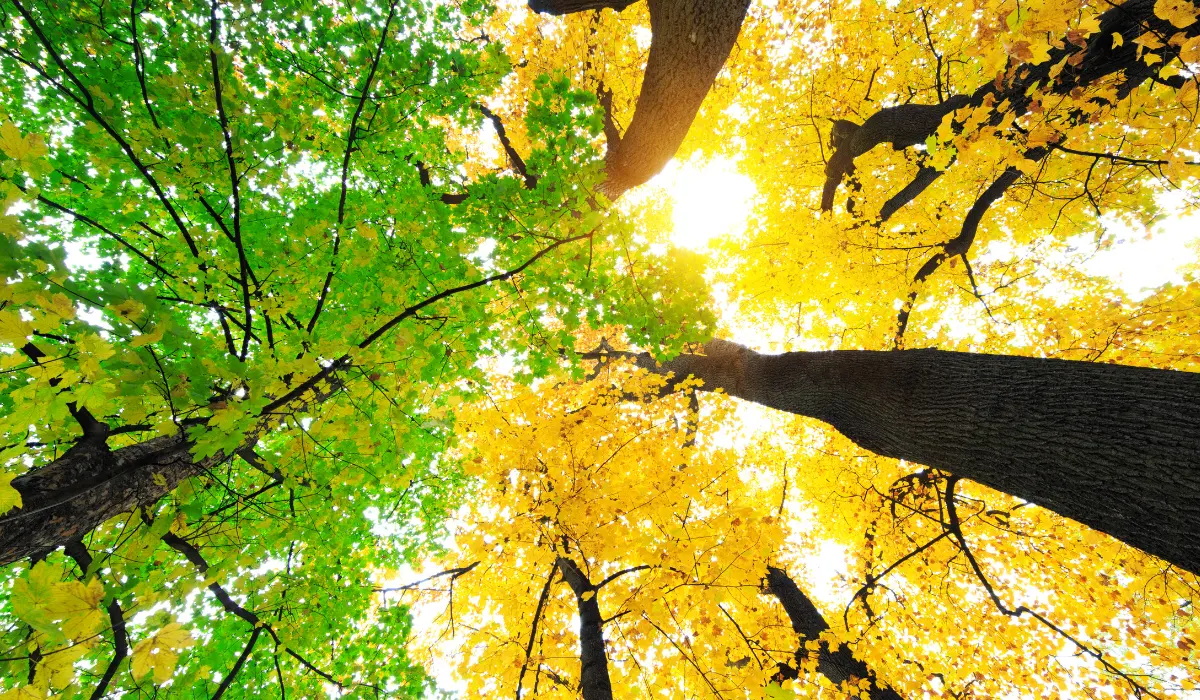 des arbres aux feuilles de différentes couleurs