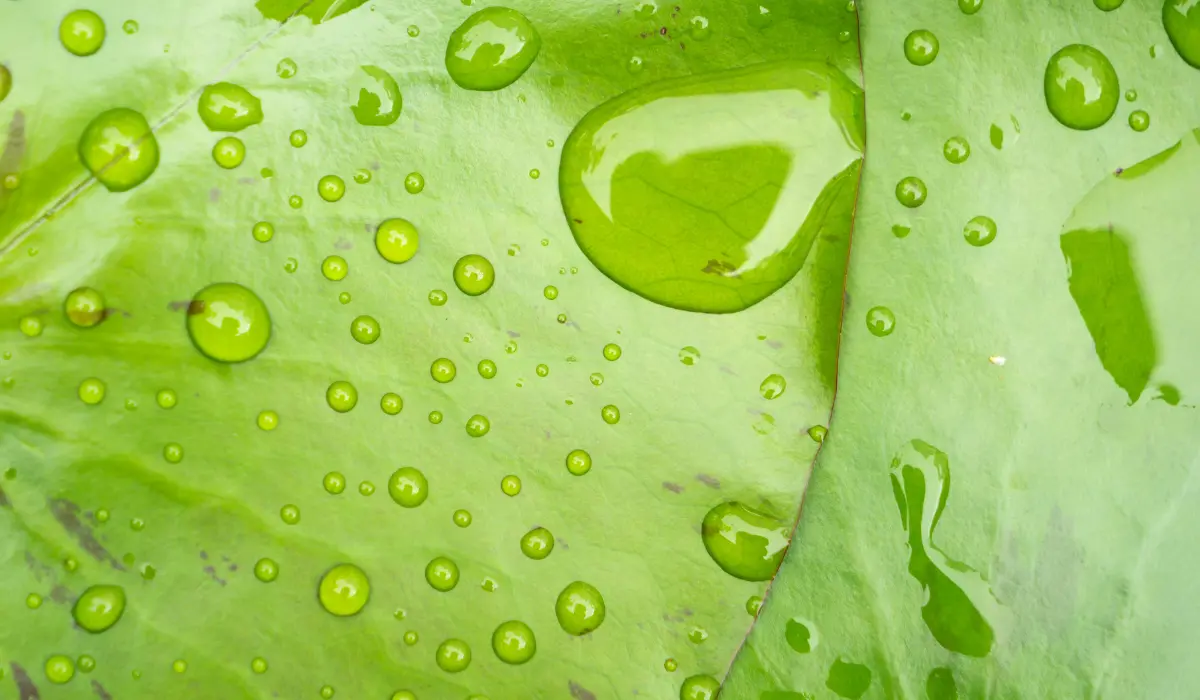 feuilles vertes avec perles d'eau