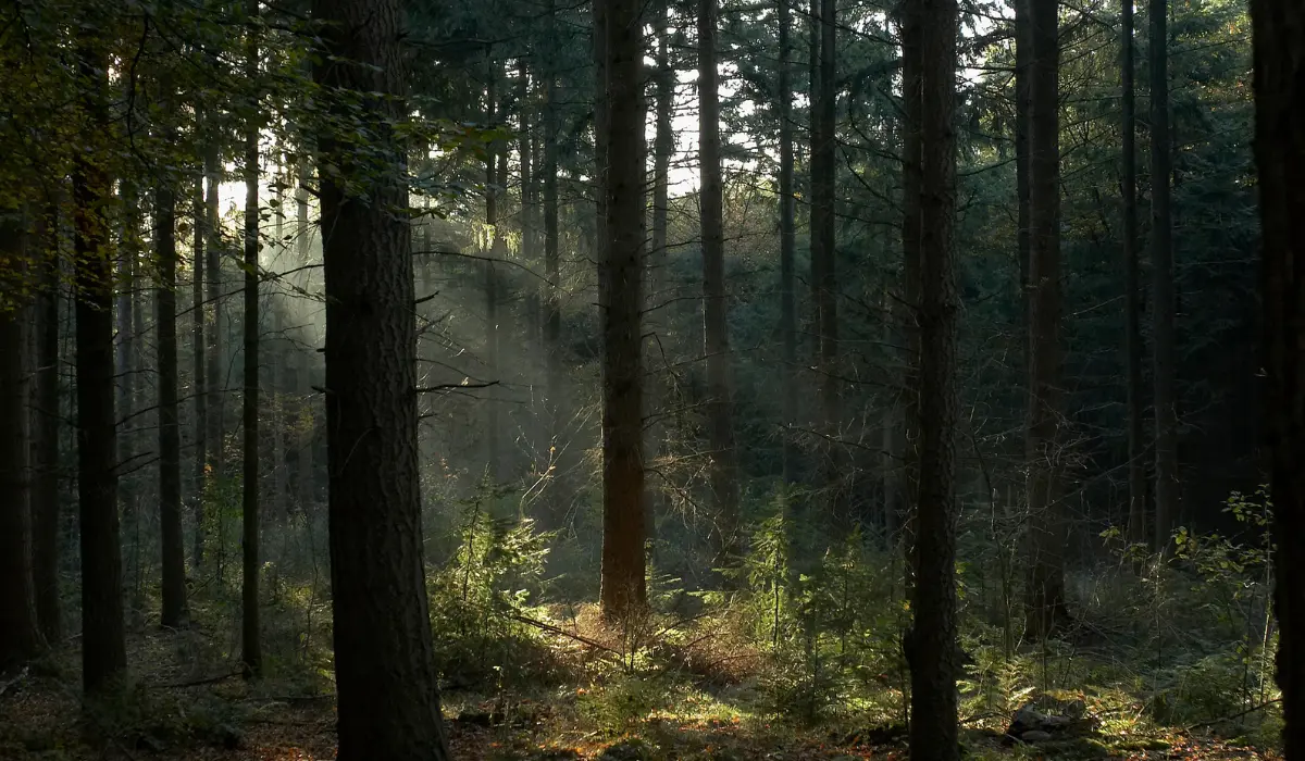 un petit bout de forêt