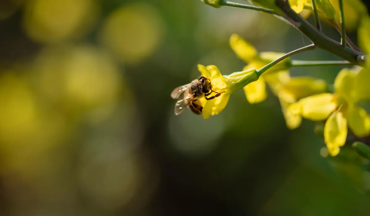 abeille butinant une fleur