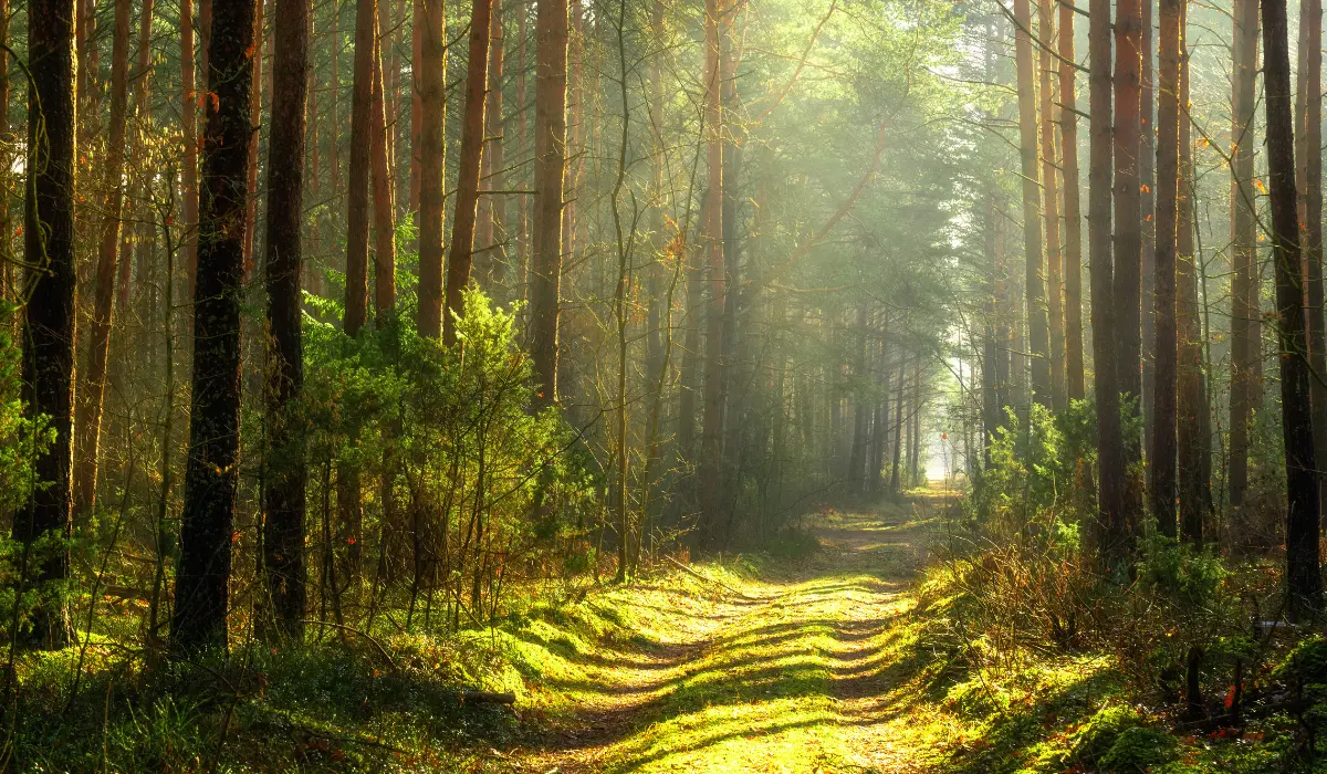 un chemin dans une forêt dense mais ensoleillée