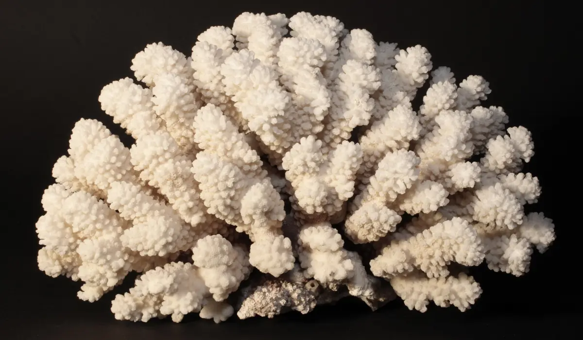 corail fossile brut