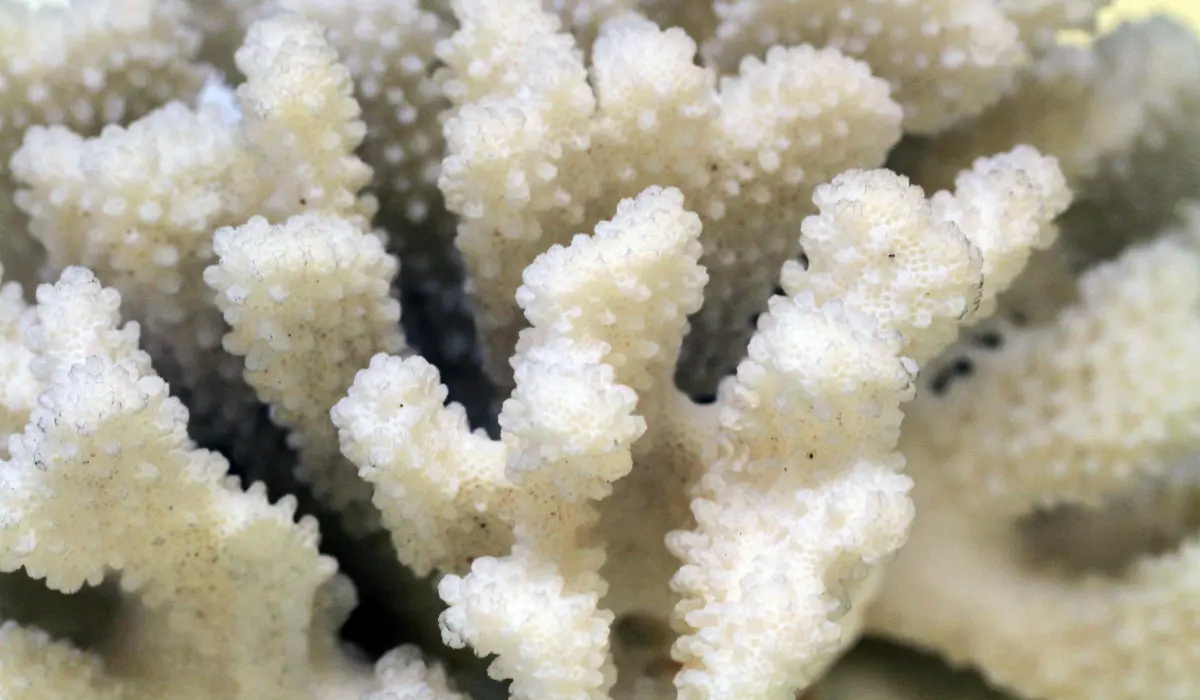 corail fossile en gros plan
