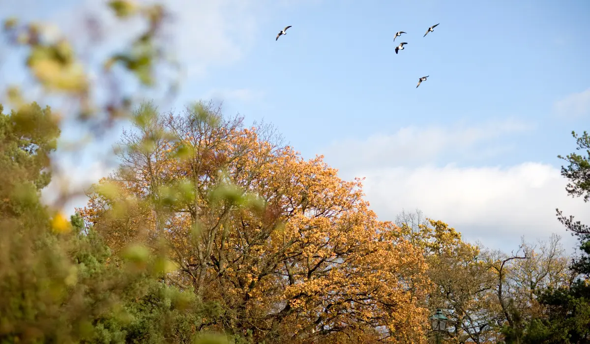 Des oiseaux au dessus d'une forêt