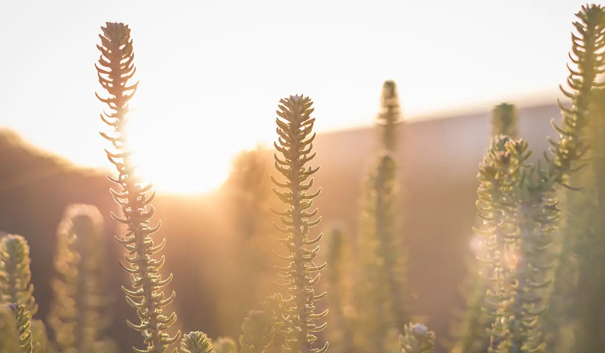 Plantes en gros plan