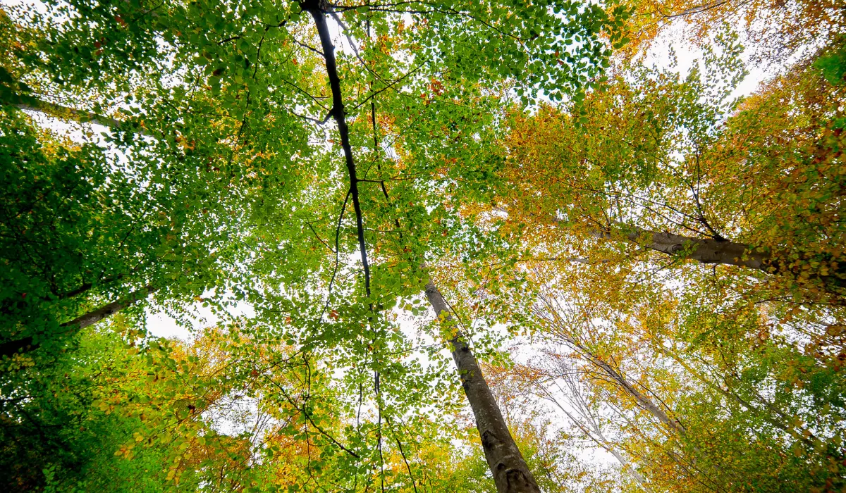 arbres d'une forêt en contre plongée