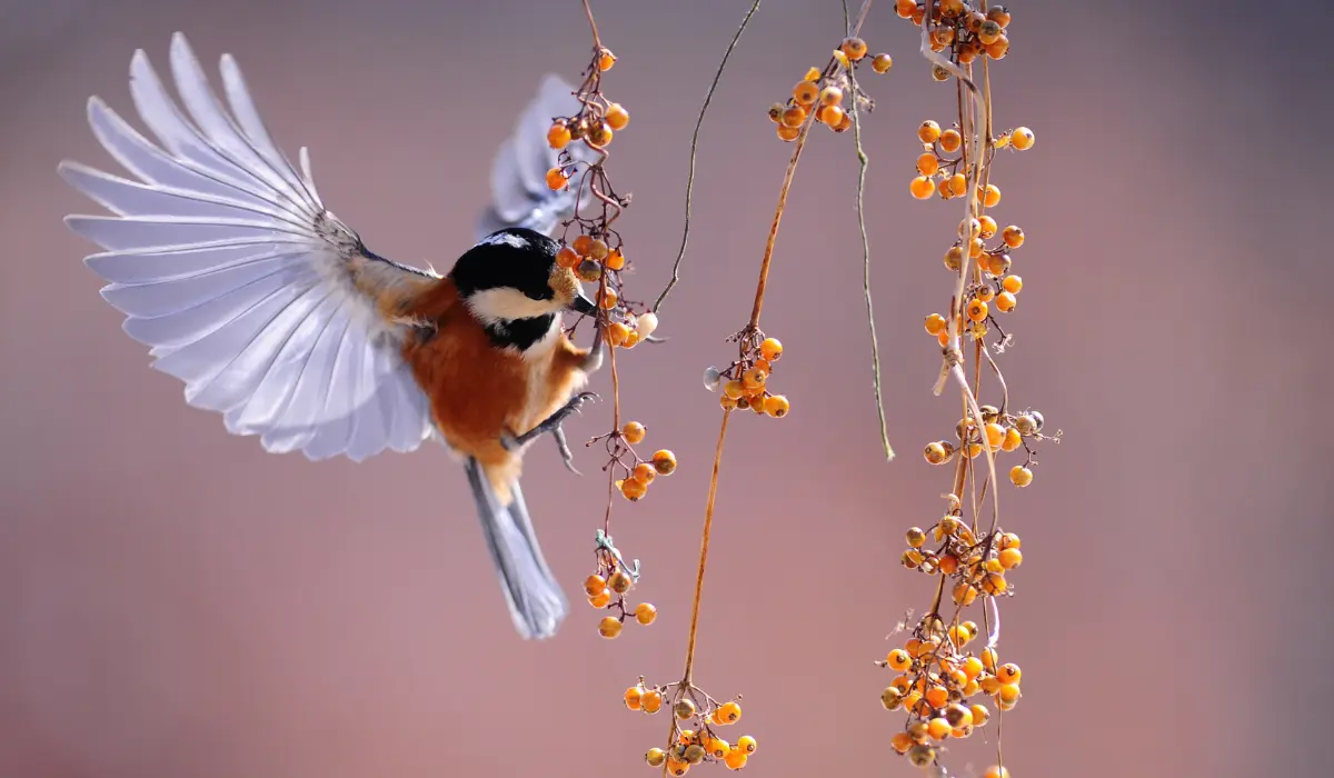 Un oiseau mangeant un petit fruit en plein vol