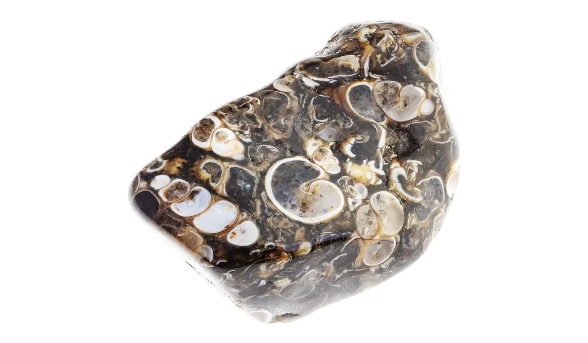 agate fossile polie en gros plan