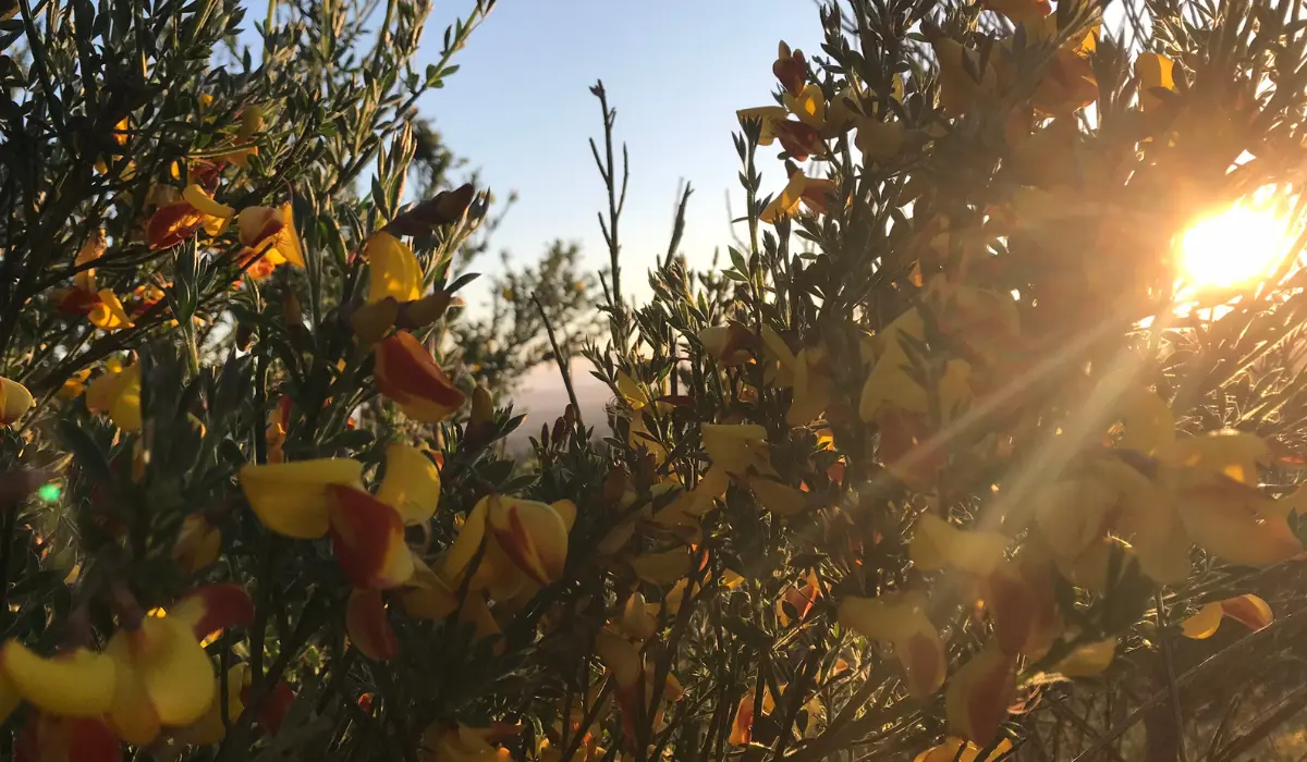 Moment d'art de la lenteur devant un coucher de soleil