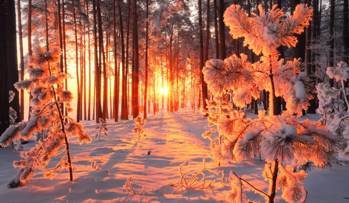 Forêt enneigée, le soleil trace au travers des arbres
