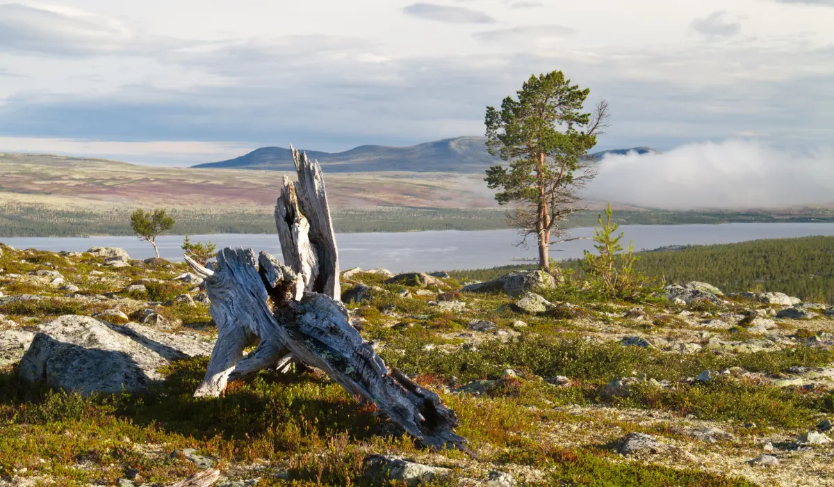 Un paysage en Scandinavie