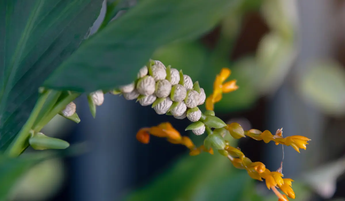 Globba Schomburgkii, évoquant la lucidité