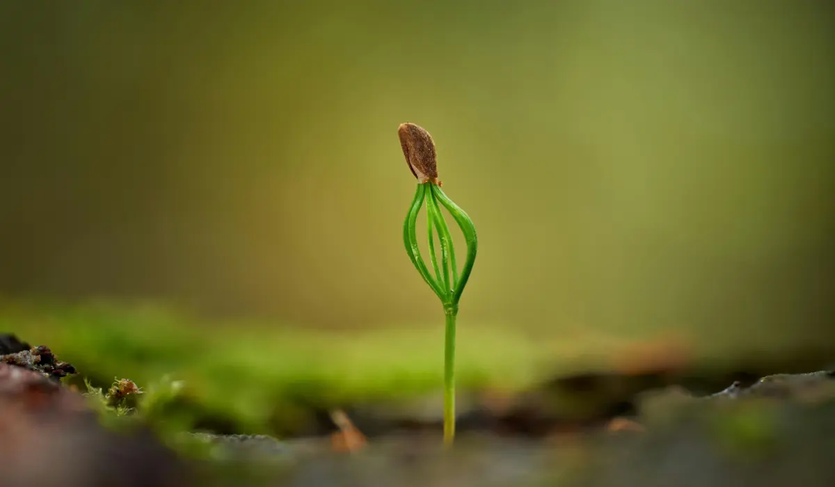 jeune pousse symbolisant un nouveau départ