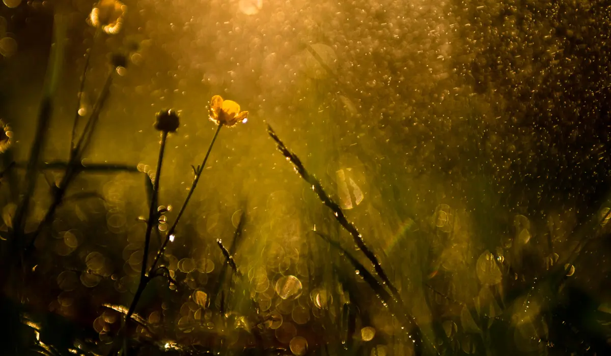 La pluie tombe sur de l'herbe haute, des fleurs, et le soleil du matin en fond