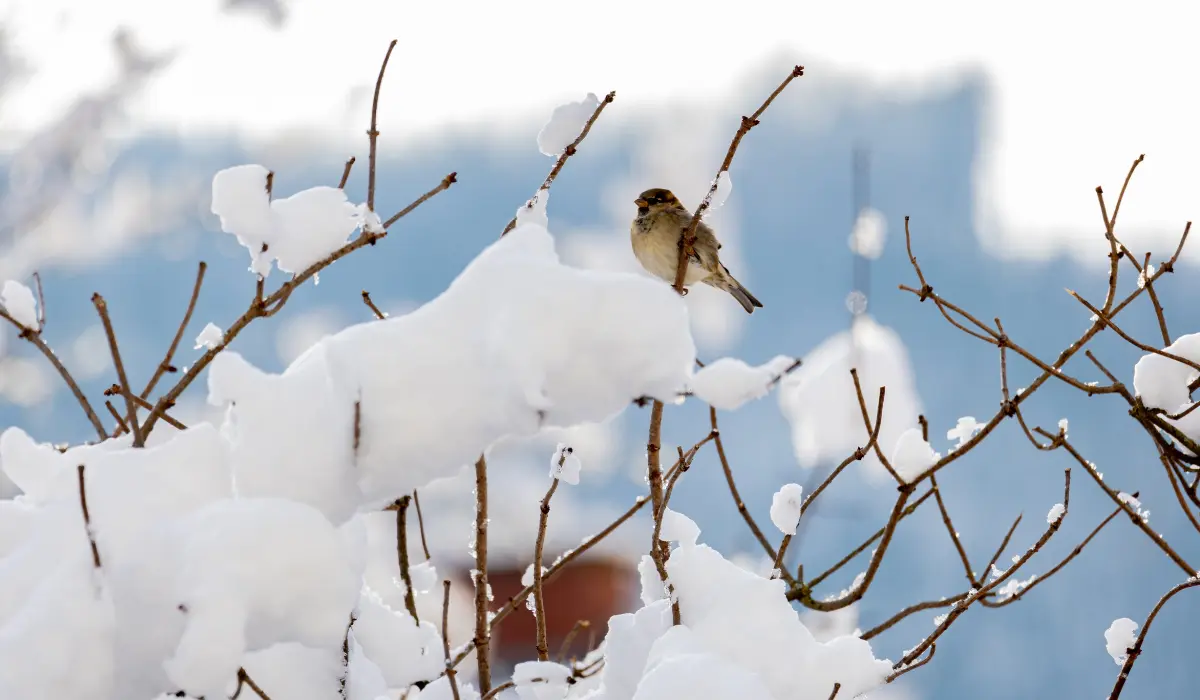 un oiseau dans un arbre eneigé