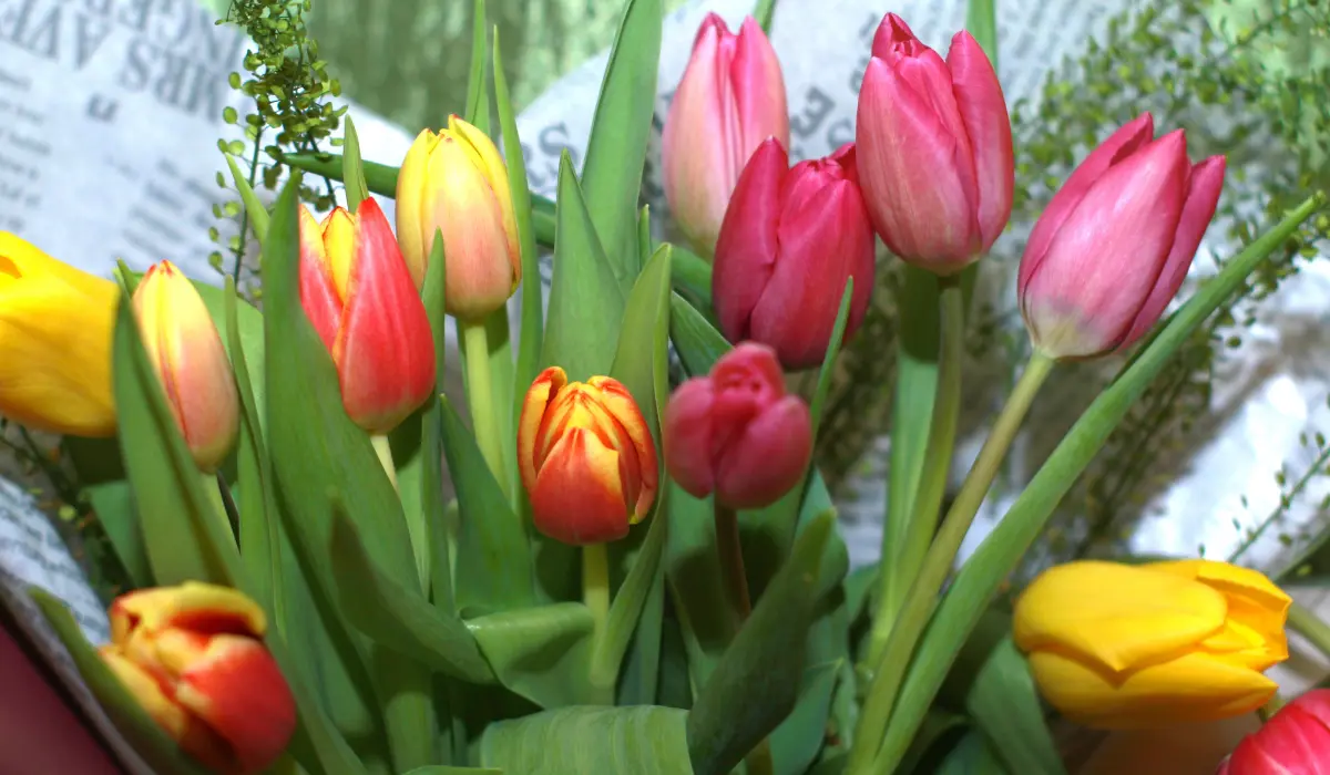 un bouquet de tulipe de mars