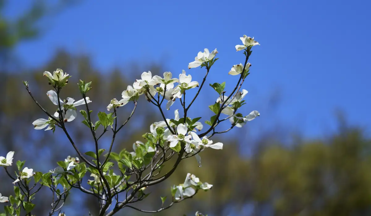 Fleur d'avril, à un arbre