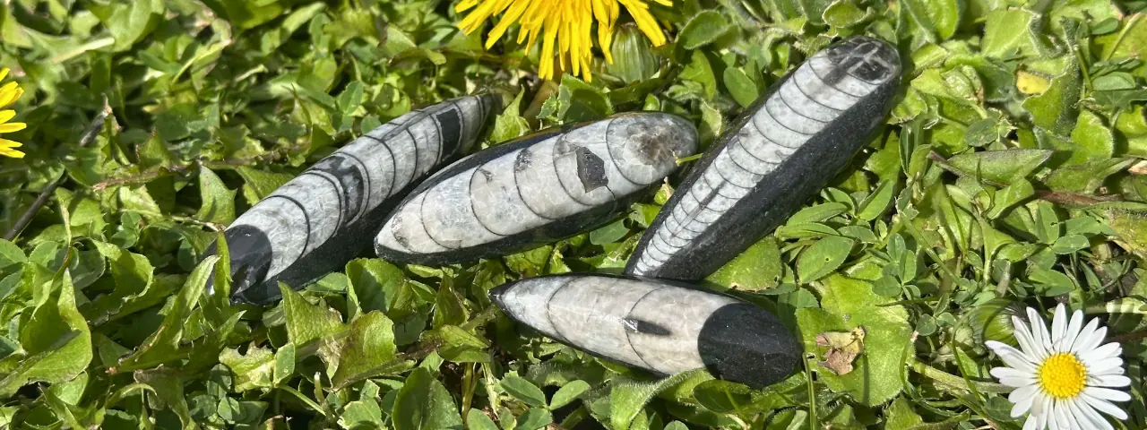 orthoceras dans l'herbe du printemps