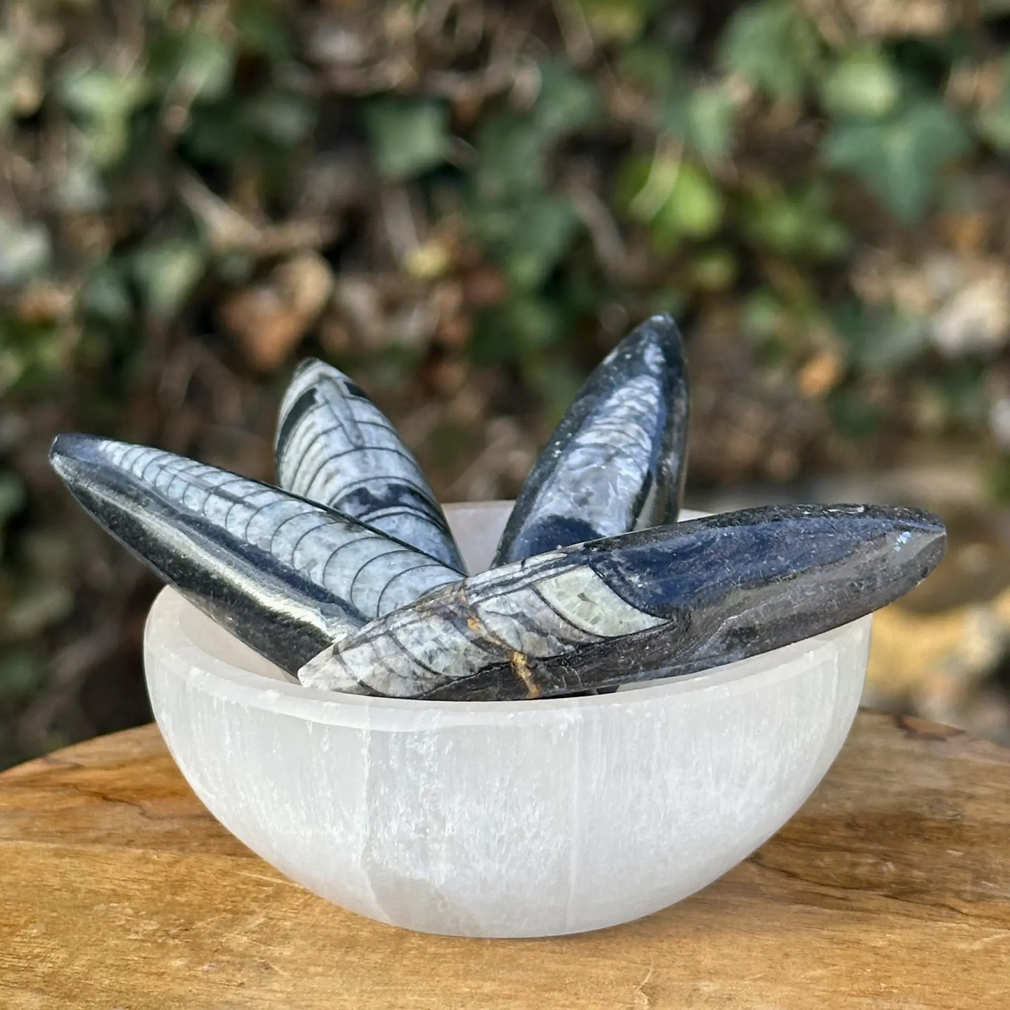 orthoceras posés dans un bol