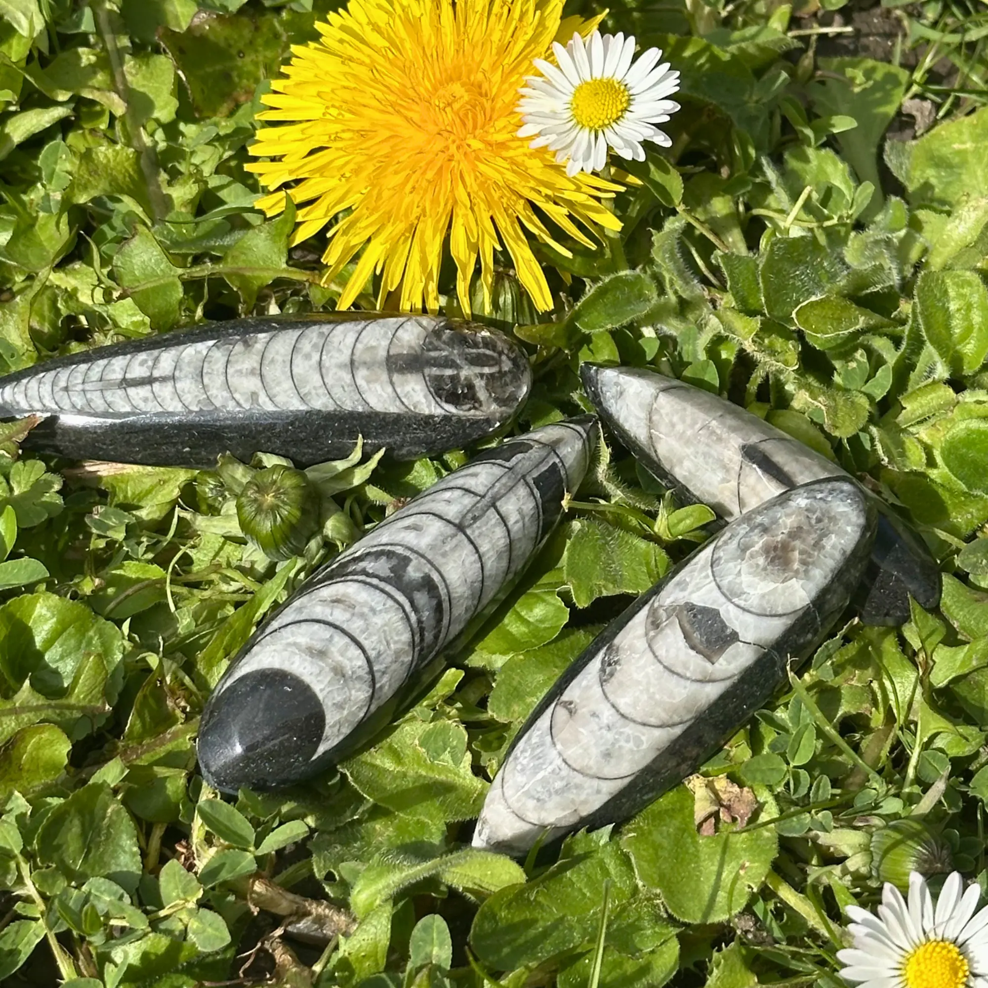 orthoceras dans l'herbe