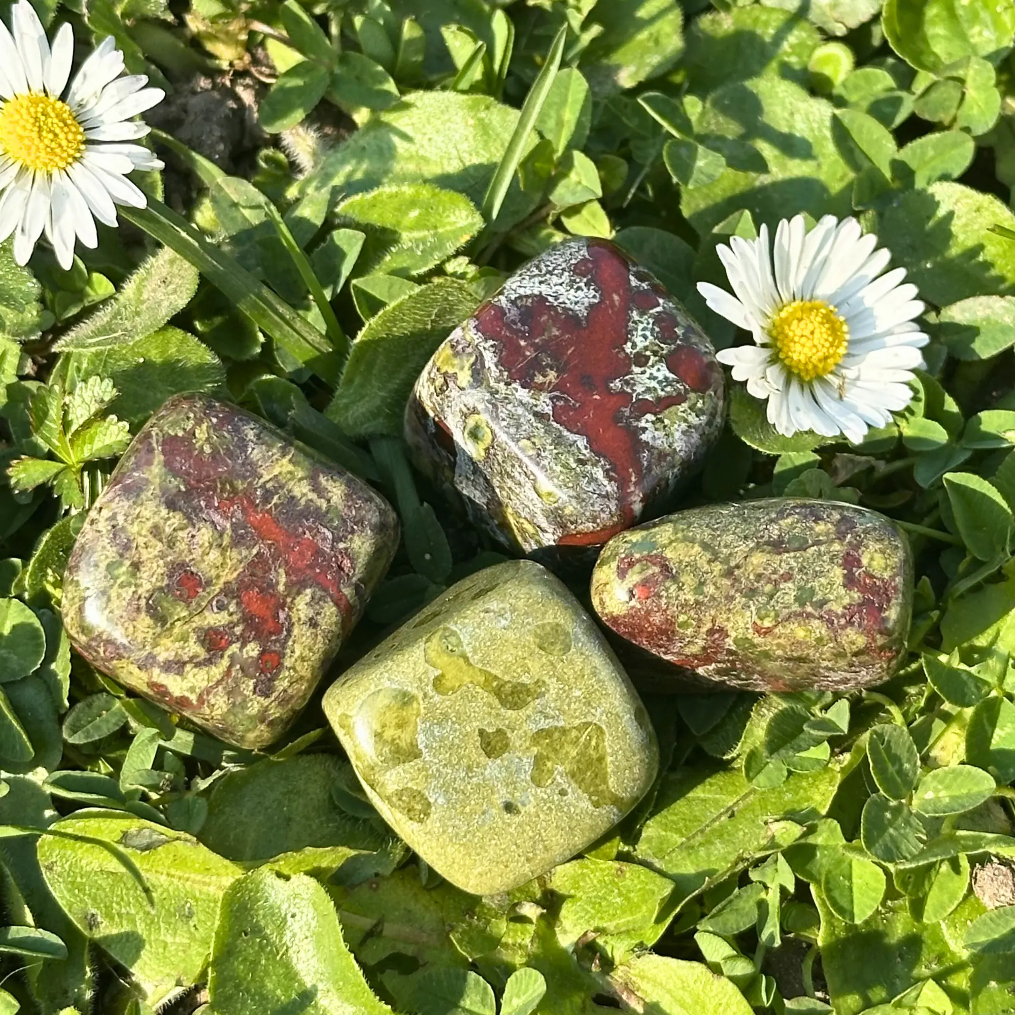 jaspe sang de dragon dans l'herbe