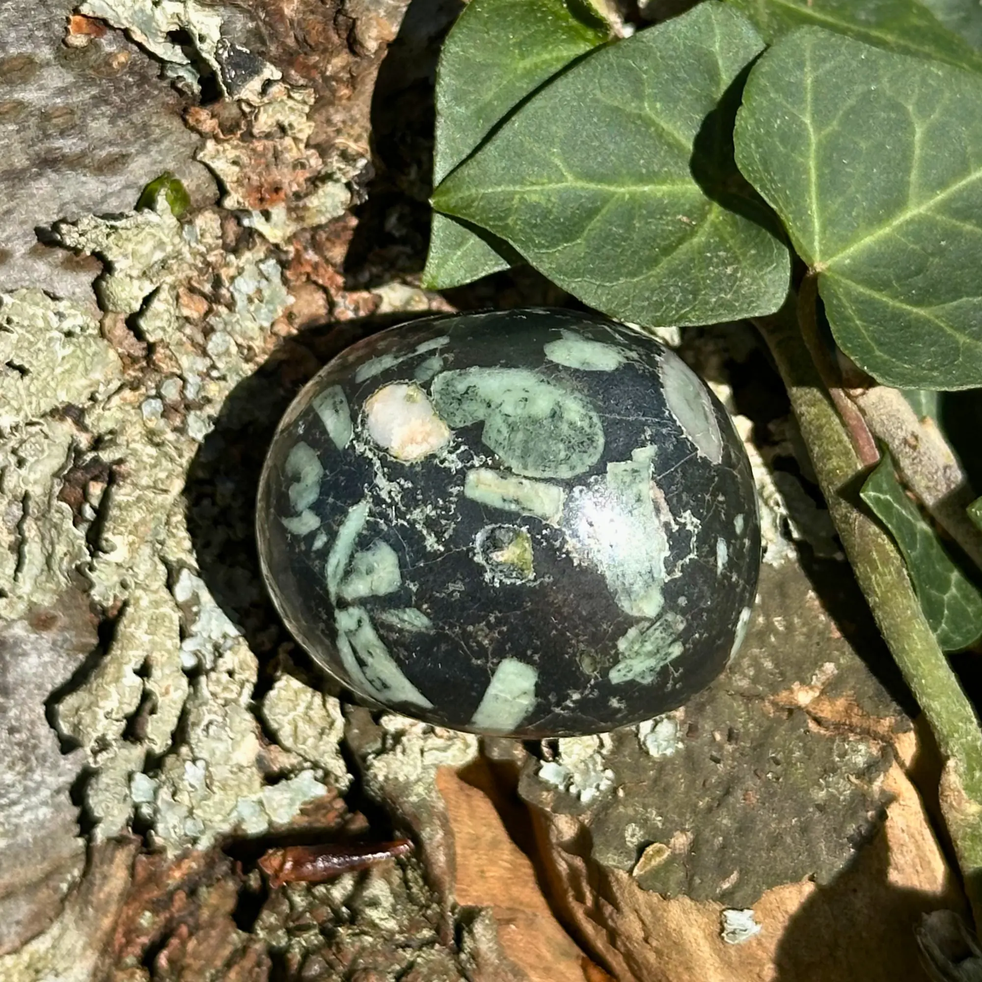 Pierre chrysanthème dans un jardin en gros plan