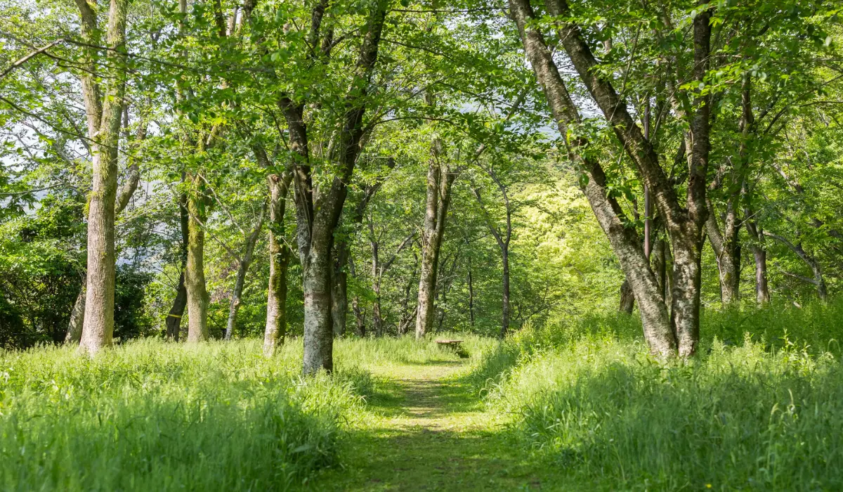 Une forêt au mois de mai