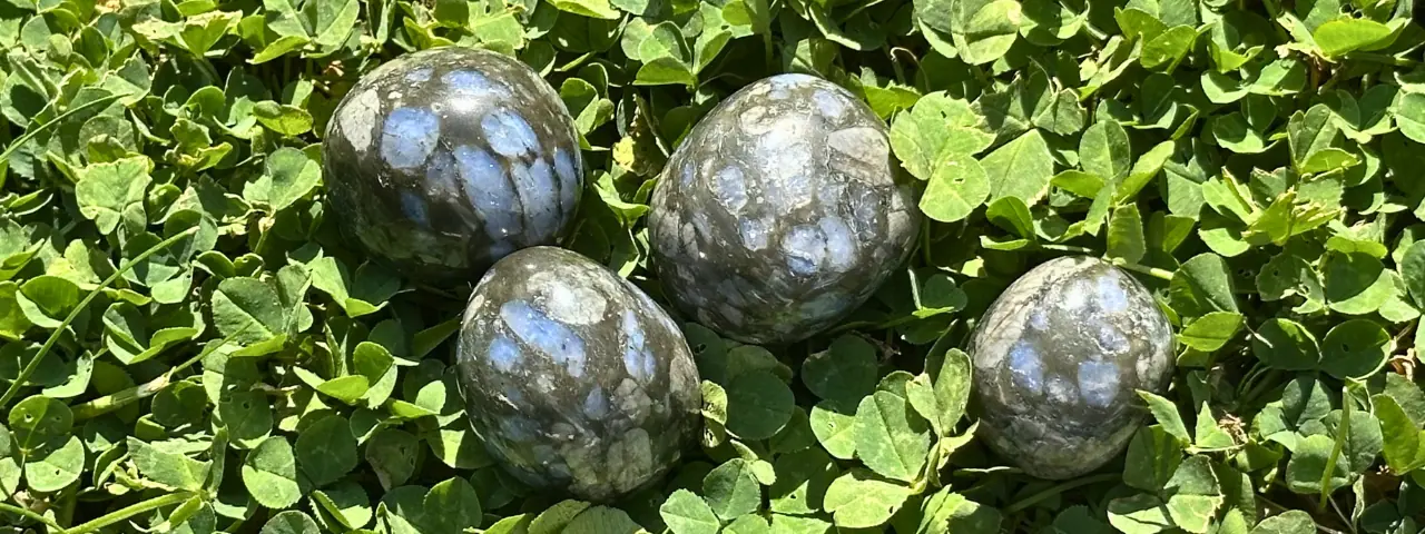Libérite bleue dans l'herbe