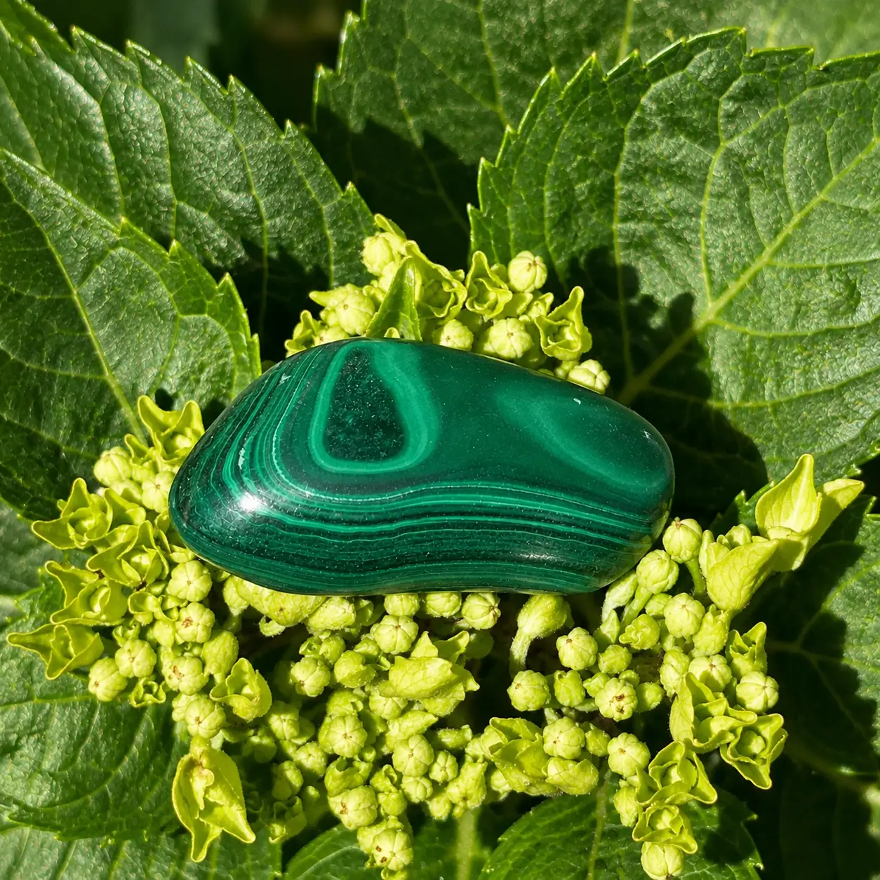 Malachite roulée posée sur une fleur